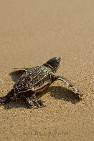 File:LeatherbackSeaTurtle.jpg