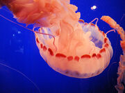 DSC24211, Purple-Striped Jelly (