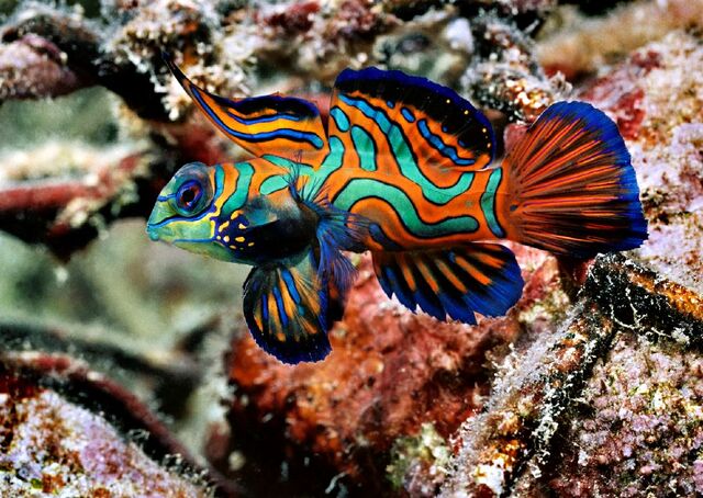 File:GreenMandarinfish.jpg