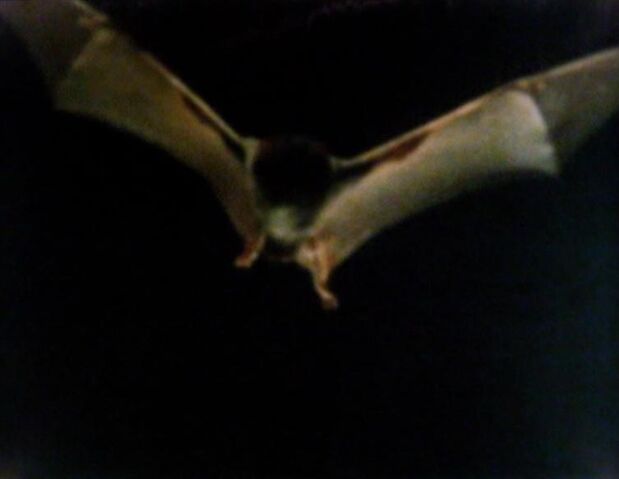 File:Bat.jpg