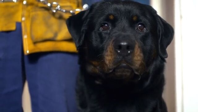File:Prisoner Zero Dog.jpg