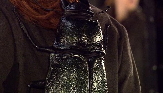 File:Timebeetle.jpg