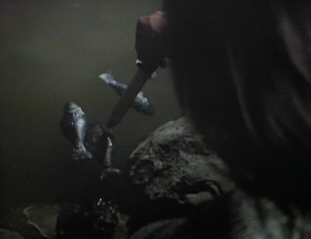 File:Poking fish.jpg