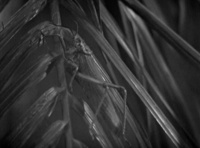 File:Locust.jpg