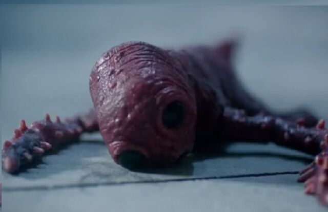 File:RedLeech.jpg