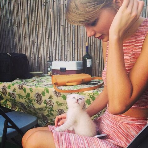 File:Olivia the cat.jpg