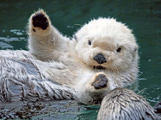 File:Funny Sea Otter 3.jpg