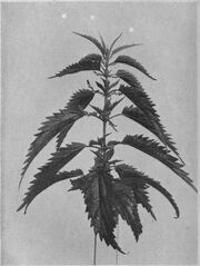 Nettle
