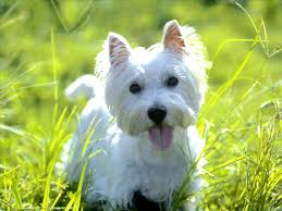 File:Westie.png