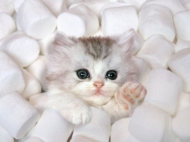 File:Kitty.jpg