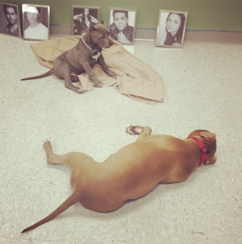 File:Teen Wolf Wikia Behind the Scenes Puppies on Set 2.png