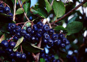 Chokeberry
