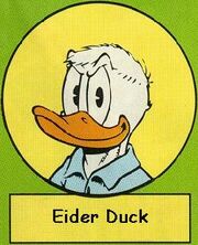 Eiderd