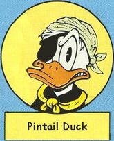 Pintail