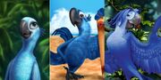 Rio2 22