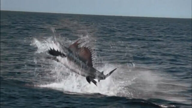 File:Swordfish1.jpg