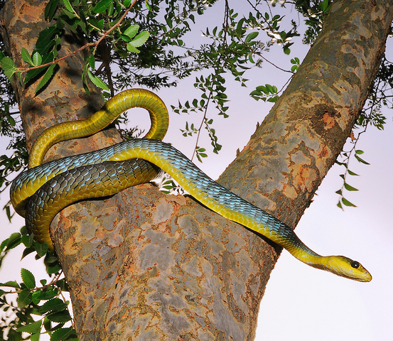 File:Green-Tree-Snake.png