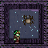 Spider Pet Wall