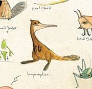 Kangaroopelican