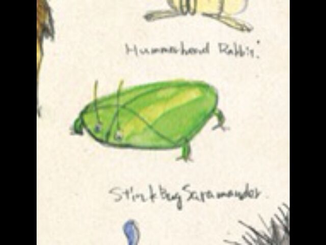 File:Stinkbugsalamander.jpg