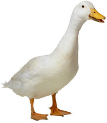 Duck1