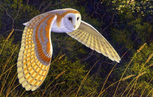 File:The Owl.jpg
