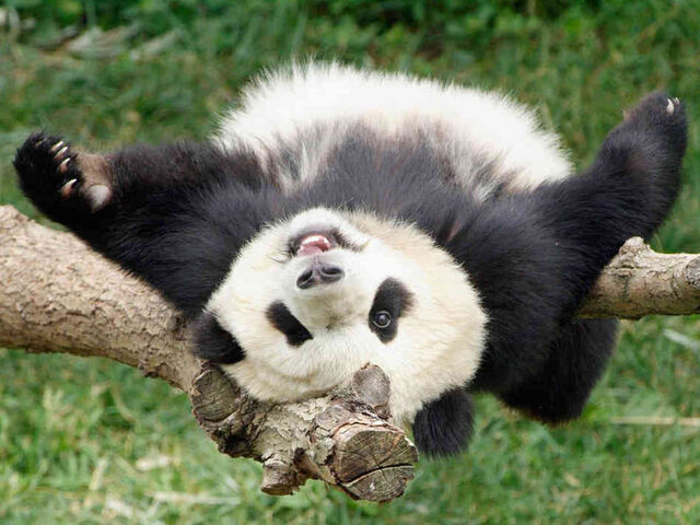 File:Wildpanda.jpg