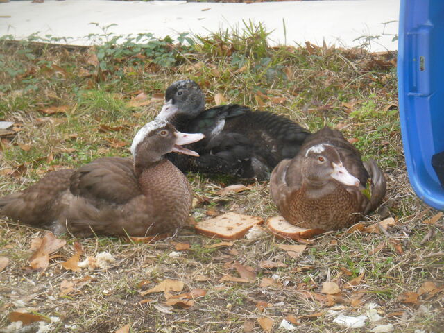 File:DSCN5893.jpg