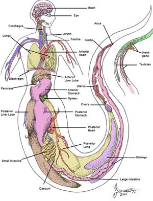 Lamia anatomy