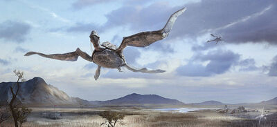 Turtle giant flying