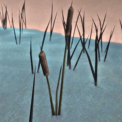 Файл:Phleum-pratense-bank.jpg
