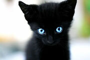 Adorable-black-cat-blue-eyes-cat-cute-Favim.com-427355 large