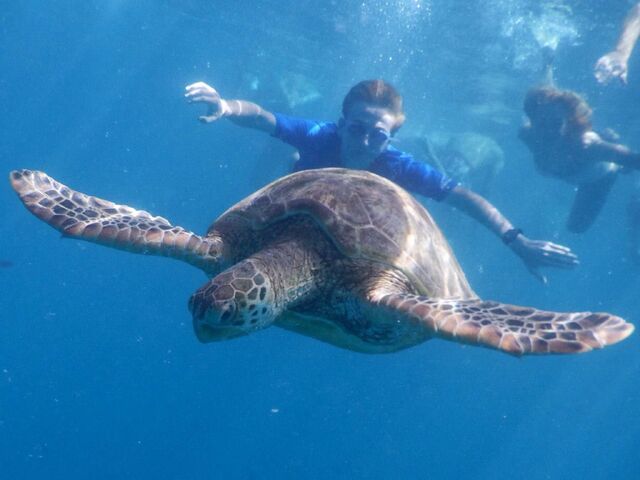 File:Turtle.jpg