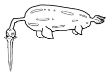 Spinoose