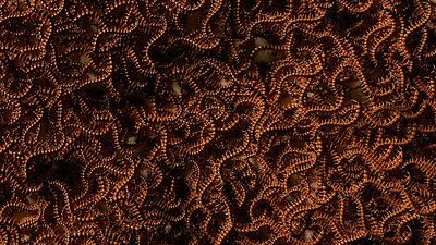 Centipede Swarm