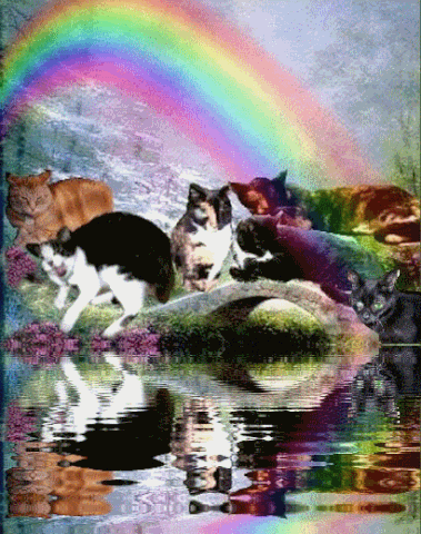 File:Cat Loss El02.gif