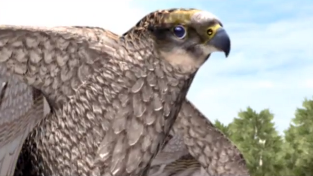 File:Falcon.png