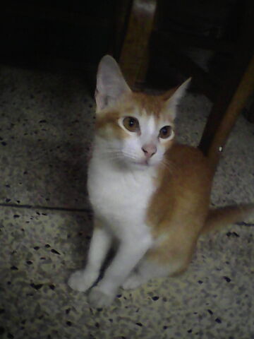 File:IMG 20151003 195740.jpg