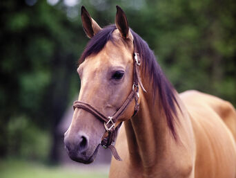 Maiden the Horse