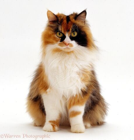 File:16656-Calico-female-cat-white-background.jpg