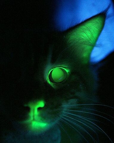 File:Cat.jpg