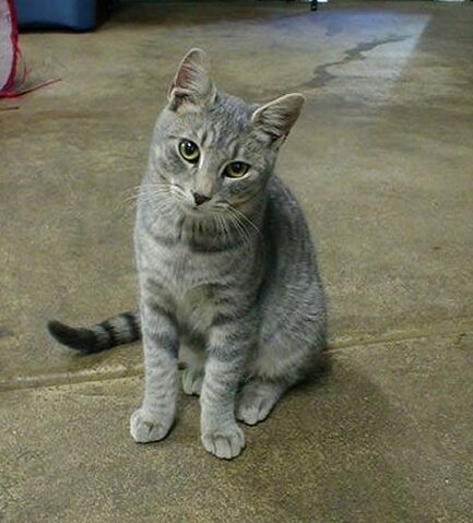 File:Tabby cats 1.jpg