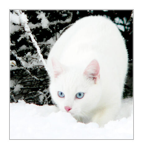 File:Chillcloud.jpg