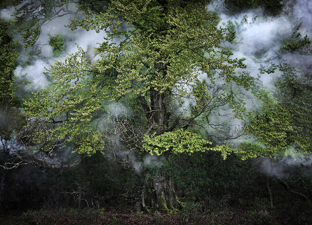 File:Yggdrasil.jpg
