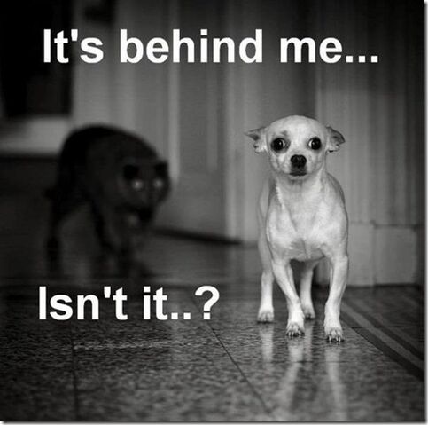 File:Cat and dog.jpg