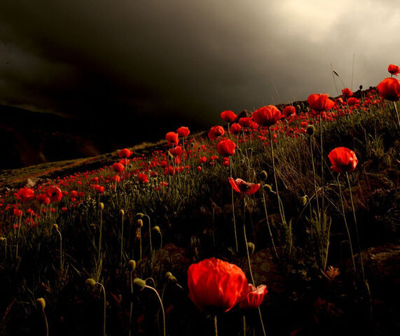 File:Poppy field.jpg
