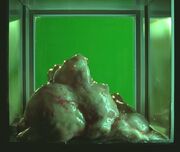 The Blob