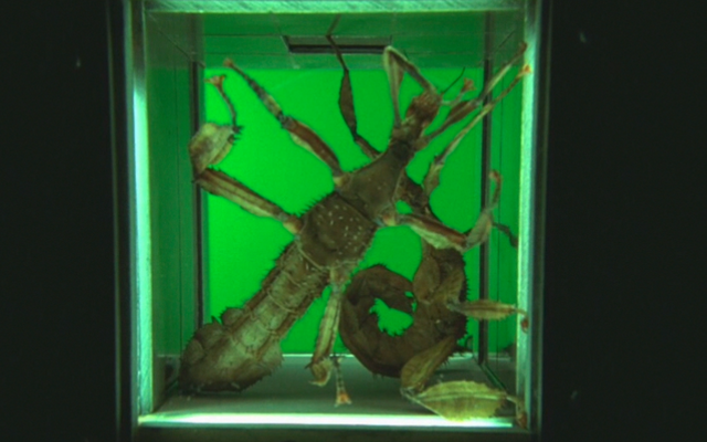 File:Picture 7.png
