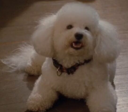 File:Toto in CG1.jpg