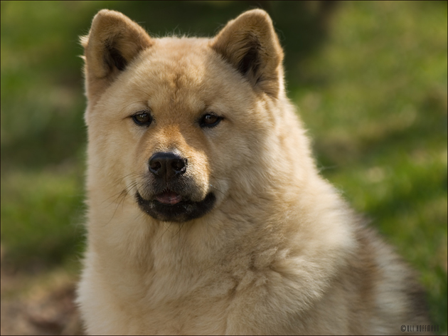 What Breed Of Dog Is A Foo Dog What Breed Of Dog Is A Foo Dog